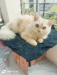 parsian cat male